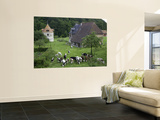 Dairy Herd of Brown and White Cows with Farm Buildings Near Blangy-Le-Chateau, Pays D'Auge Prints by Barbara Van Zanten