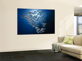 Sardine Shoal Prints by Mark Webster