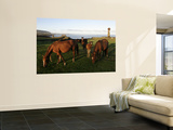 Horses Grazing in Front of Ahu Vai Uri, Tahai and Ko Te Riku Posters par Paul Kennedy
