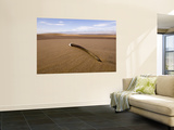 Gemsbok / Oryx Horn on Dune, Kaokoveld, Namib Desert Plakat av Adrian Bailey Gemsbok / Oryx Horn on Dune, Kaokoveld, Namib Desert Plakat av Adrian Bailey