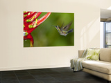 Gray-Tailed (White-Throated) Mountain Gem, Female (Lampornis Cinereicauda) Prints by Alfredo Maiquez