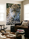 Wildlife in Belize, Jaguar Poster par Jane Sweeney