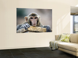 Monkey (Rhesus Macaque) at Monkey Temple, Galta Prints by Lindsay Brown