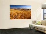 Weizenfelder, Palouse, USA Kunstdrucke