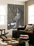 Squirrel on Tree Trunk in Central Park Prints by Richard l'Anson