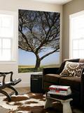 Acacia Raddiana Tree by Besor Scenic Road Prints by Hanan Isachar