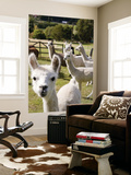 Alpacas on Farm Posters by Rachel Lewis