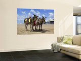 Donkey Rides on Blackpool Beach Prints by Neil Setchfield