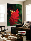 Red-Eyed Tree Frog Plakater av Tom Boyden Red-Eyed Tree Frog Plakater av Tom Boyden