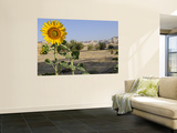 Sunflower Growing at Micro-Oasis of Qasr Al Labakha, Near Al Kharga Prints by Michael Benanav