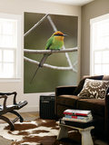 Bohm's Bee-Eater (Merops Boehmi), Liwonde National Park Posters by Ariadne Van Zandbergen