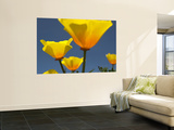 Yellow California Poppies (Eschscholzia Californica) Poster by Emily Riddell