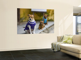 Dogs Wearing Outfits Prints by Tony Burns