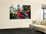 Rosella Birds at Barrington Tops Huts Prints by Shayne Hill