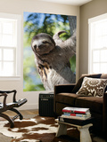 Sloth Living in Parque Centenario Prints by Margie Politzer