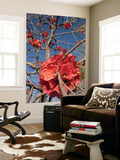 Flowers of Sticky Kurrajong (Brachychiton Viscidulus), West Kimberley Posters par Grant Dixon
