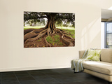 Fig Tree in Queens Park Posters by Oliver Strewe