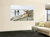 Dog Resting and Surfers Walking Along Beach at Anchor Point Prints by Christian Aslund