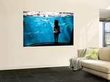 Young Child Gazing at Fish at Osaka Aquarium Prints by Antony Giblin