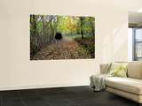 Autumn Stroll in a Home Counties Wood, North Downs Posters by Doug McKinlay