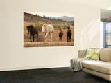 Wild Horses Print by John Sones