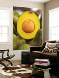 Avocados at Market Stall Prints by Jane Sweeney