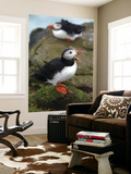 Two Puffins on Bird Cliffs of Snaefellsnes Peninsula Posters by Douglas Steakley