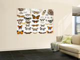 Butterfly Collection at Finca Hartmann Posters by Alfredo Maiquez