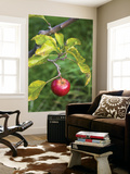 Apple Hanging from Orchard Tree, Huon Valley Arte por Rachel Lewis Apple Hanging from Orchard Tree, Huon Valley Arte por Rachel Lewis