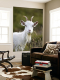Goat on Great Orme Posters by Neil Setchfield