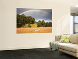 Sheep Grazing under Rainbow Posters by Andrew Bain