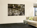 Squirrel on Rock Wall, Mount Hakodate Prints by Shayne Hill