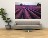 Lavender Field, Fragrant Flowers, Valensole, Provence, France Posters