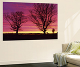 Oak Trees, Sunset, Sweden Posters