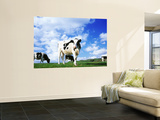 Cows in Field, Lake District, England, United Kingdom Prints