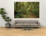 A Trail Cuts Through Ferns and Shrubs Covering the Rain Forest Floor Art by James A. Sugar