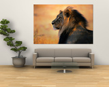 Adult Male African Lion Posters por Nicole Duplaix Adult Male African Lion Posters por Nicole Duplaix