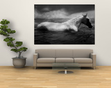 White Horse Swimming Print by Tim Lynch