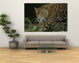 A Close View of a Captive Jaguar, Panthera Onca Poster par Tim Laman