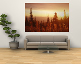 Firweed at Sunset, Whitefish, Montana, USA Prints