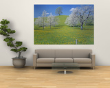 View of Blossoms on Cherry Trees, Zug, Switzerland Posters