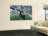 Cherry Trees and Path, Killaney, Ireland Prints