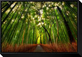 The Bamboo Forest Framed Canvas Print by Trey Ratcliff