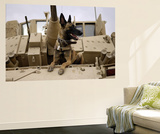 US Air Force Military Working Dog Sits on a US Army M2A3 Bradley Fighting Vehicle Prints