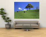 Cows, Canton Zug, Switzerland Prints