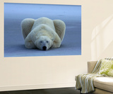 Polar Bear Prints by Norbert Rosing