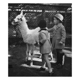 Vogue - November 1934 - Llama in a Petting Zoo Premium Photographic Print by Remie Lohse