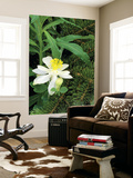 Colorado Columbine & Engelmann Spruce Needles, Wasatch-Cache National Forest, Utah, USA Prints by Scott T. Smith