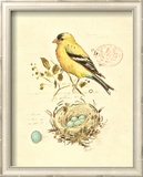 Gilded Songbird II Prints by Chad Barrett