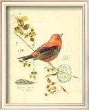 Gilded Songbird III Posters by Chad Barrett